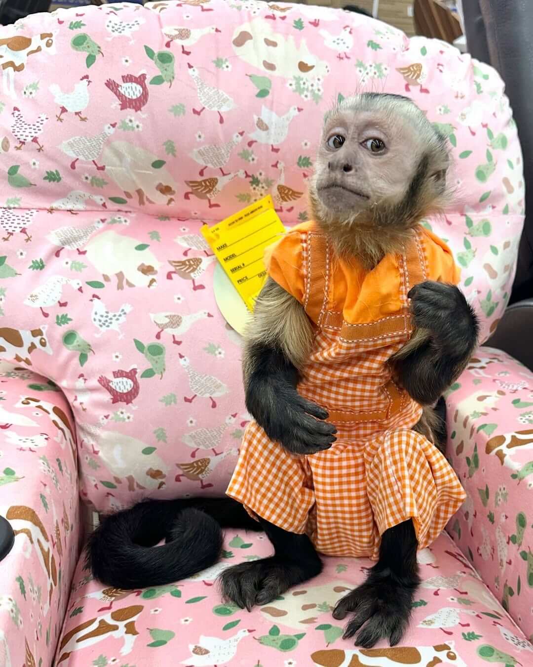 hand raised capuchin monkey for sale