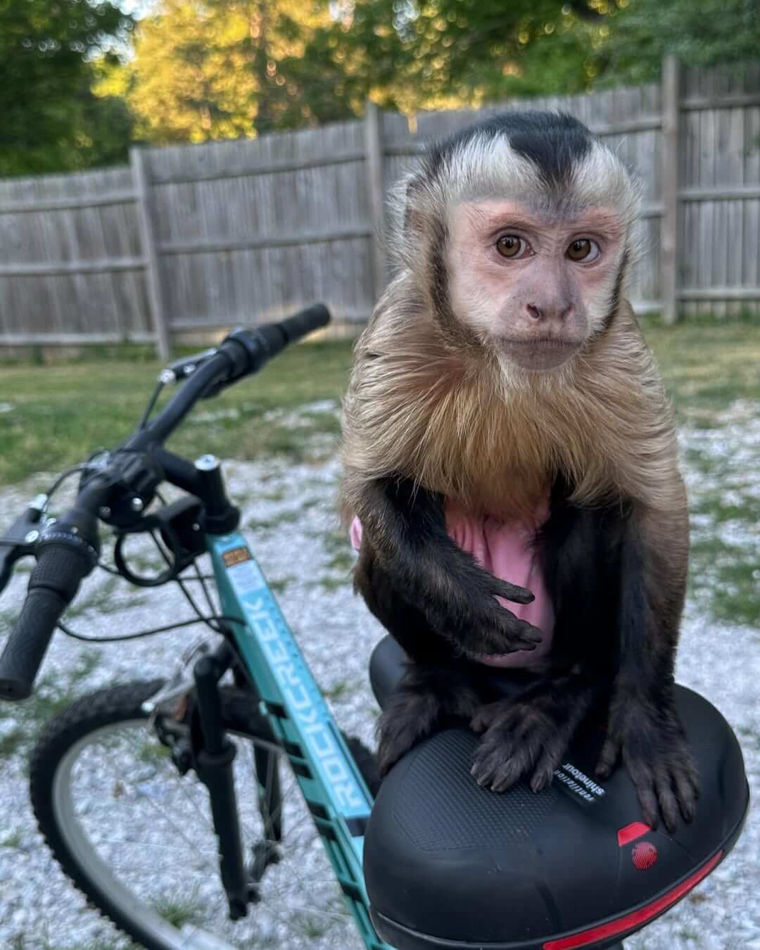 capuchin monkey adoption cost