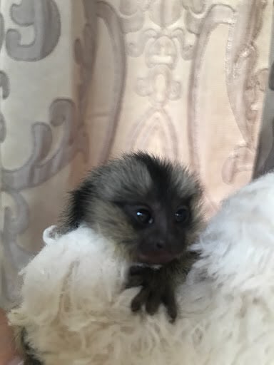 marmoset monkeys for sale