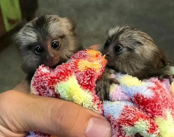 pygmy marmoset monkey