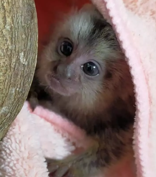 finger monkeys