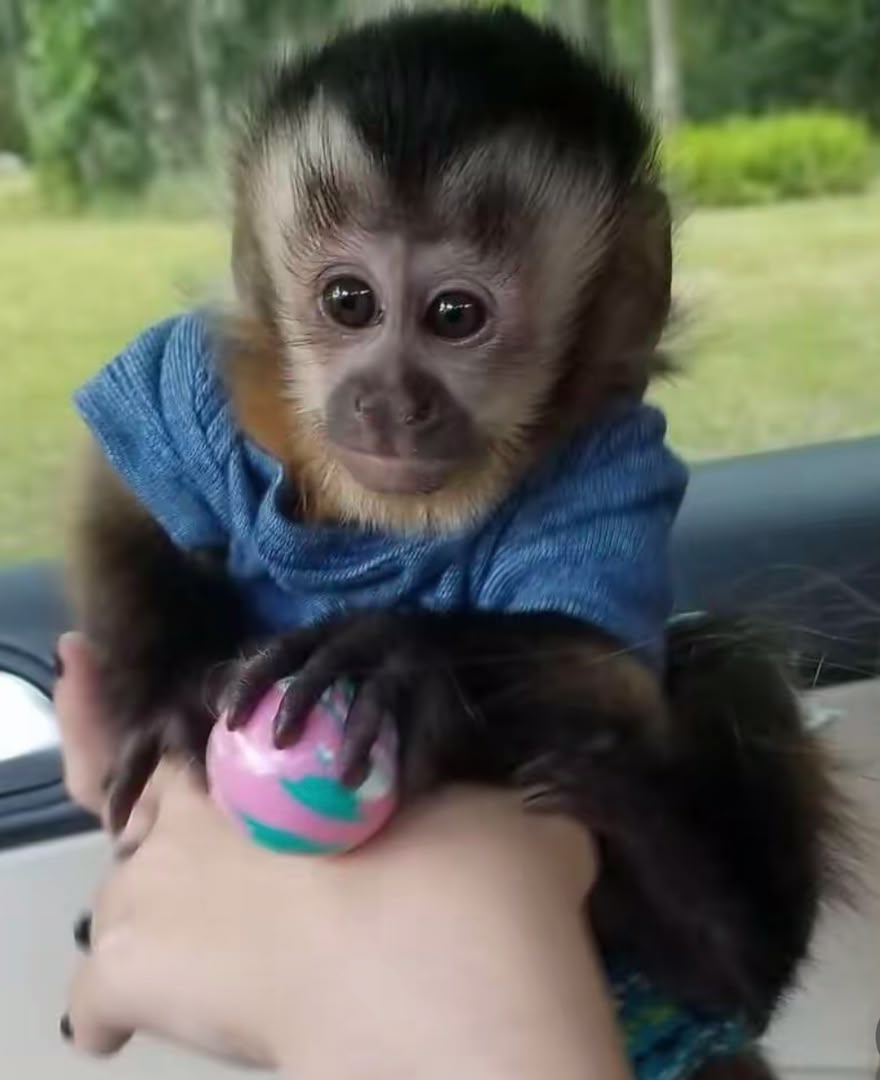 capuchin monkey