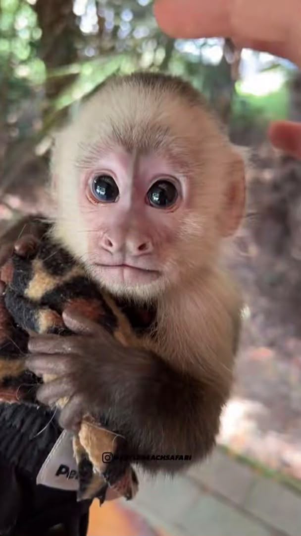 baby capuchin monkey