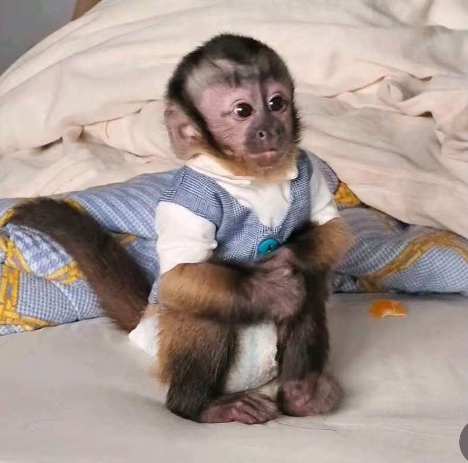 capuchin monkey personality