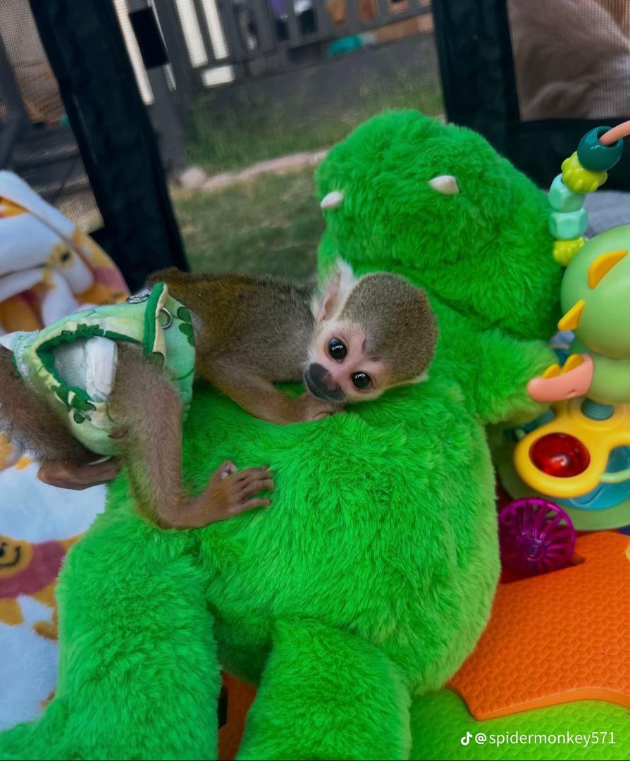 Squirrel monkey for sale
