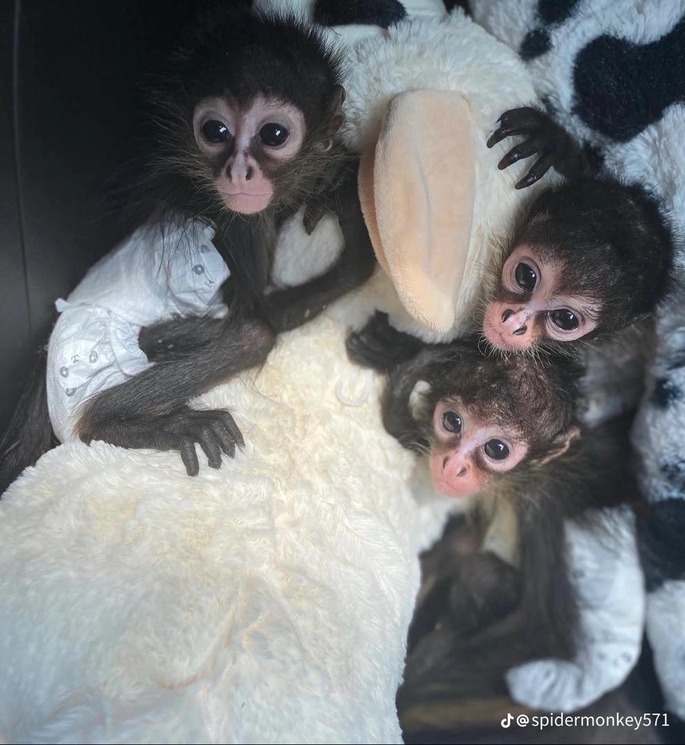 spider monkeys for sale