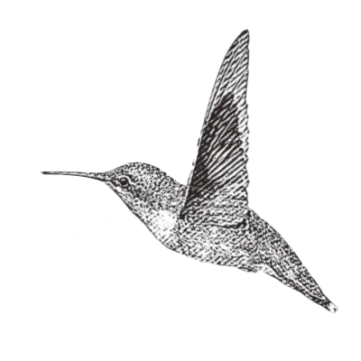 Dessin en noir et blanc d'un colibri en vol avec les ailes déployées.