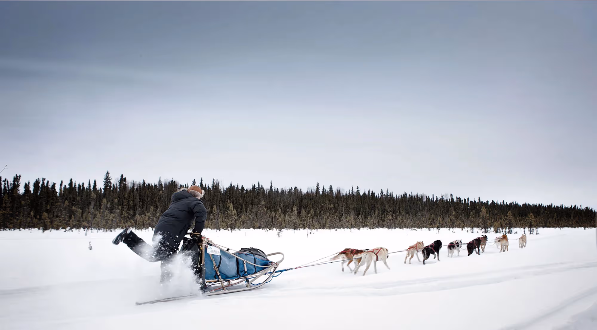 A man drives a dogsled team across a frozen landscape lined with pine trees, the sled cutting a trail through deep snow.