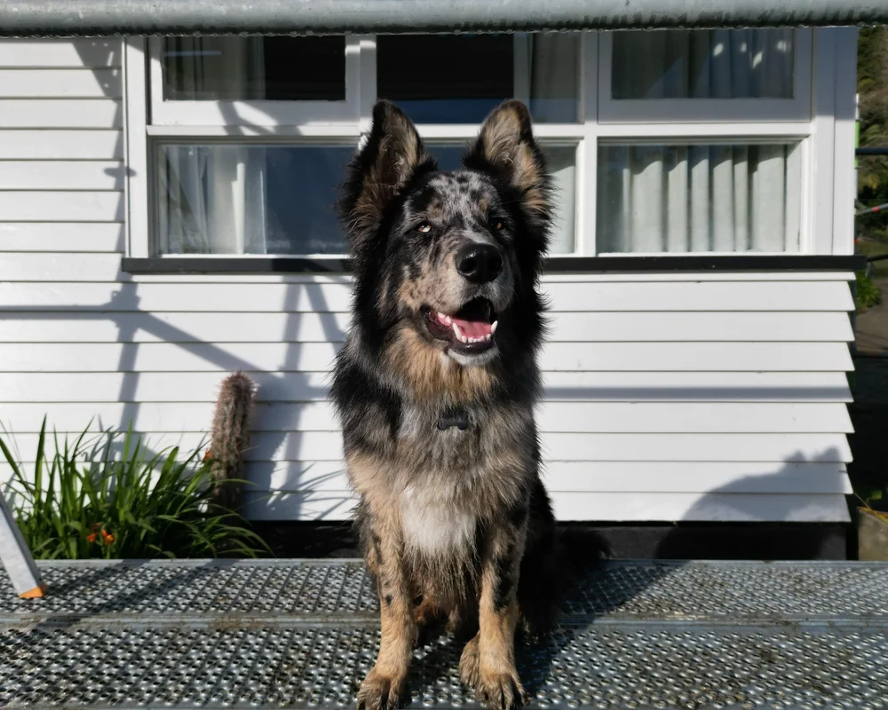 Mana - Roof Guru Limited NZ.