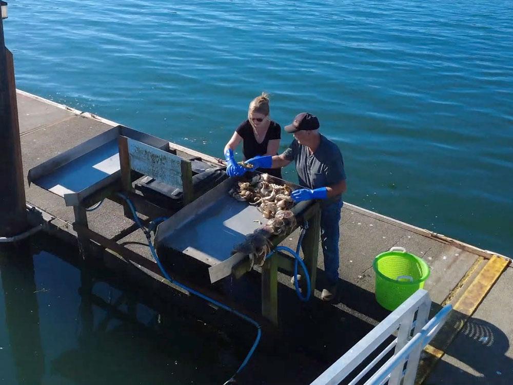 Crab Cleaning