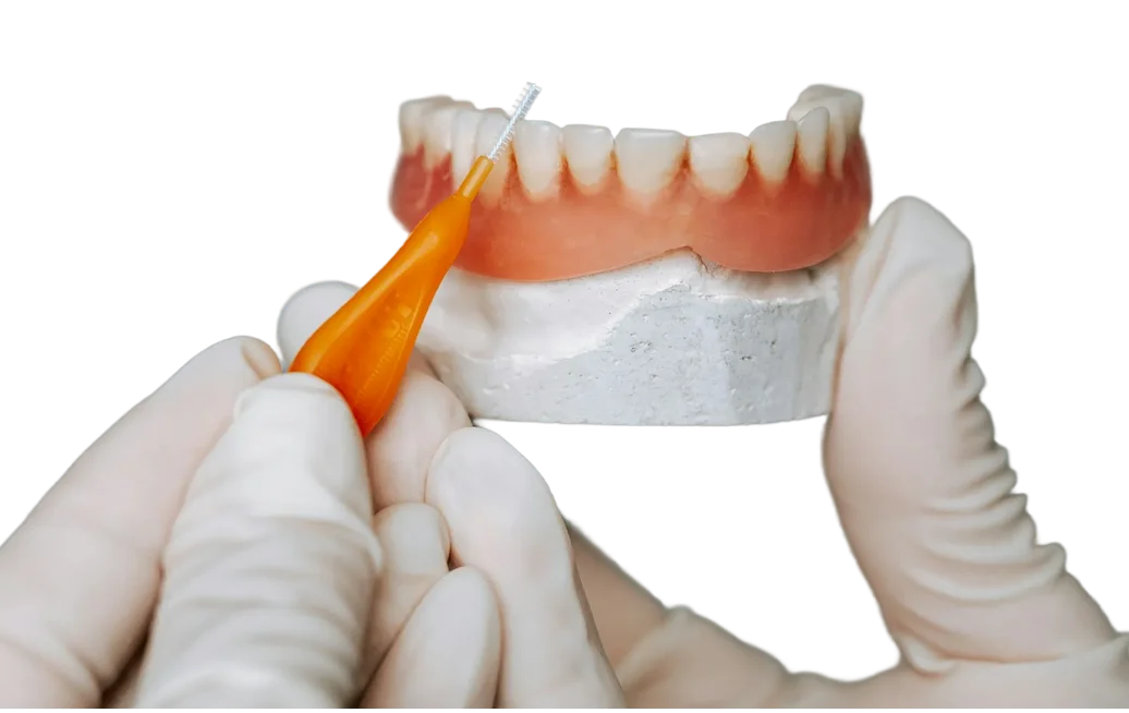 Dentist holding a dental model while cleaning teeth with an interdental brush.