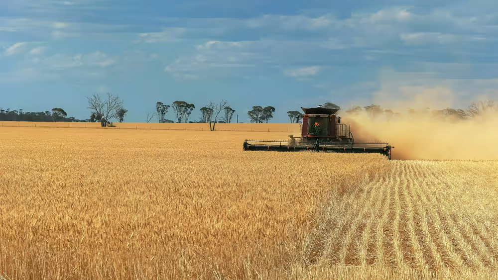 Combine harvester working in a vast golden wheat field under a partly cloudy sky, creating dust as it harvests.