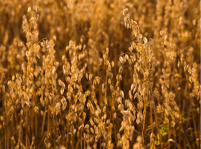 Close-up of mature barley crop used to demonstrate Acova’s agricultural testing capabilities.