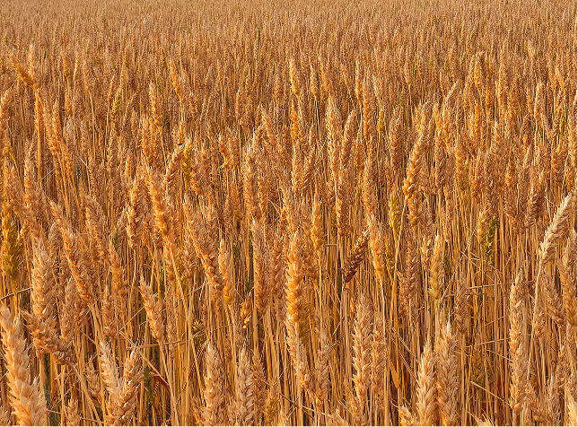 Field of golden wheat representing Acova’s grain analysis and assessment solutions.