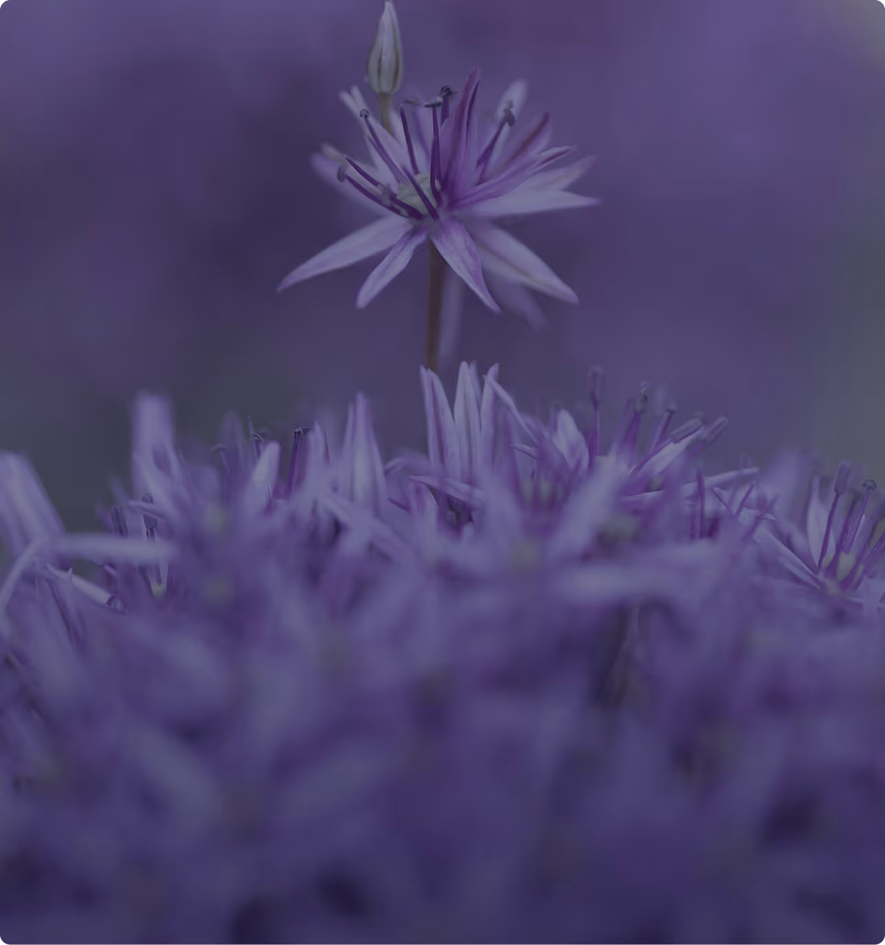 sustainable growth trajectory min