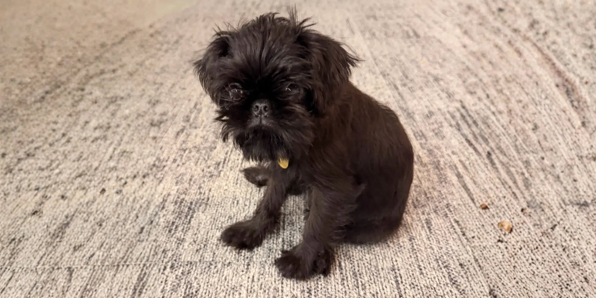 Meet our epet Alfie: Ebet's Chief Pawformance Officer!