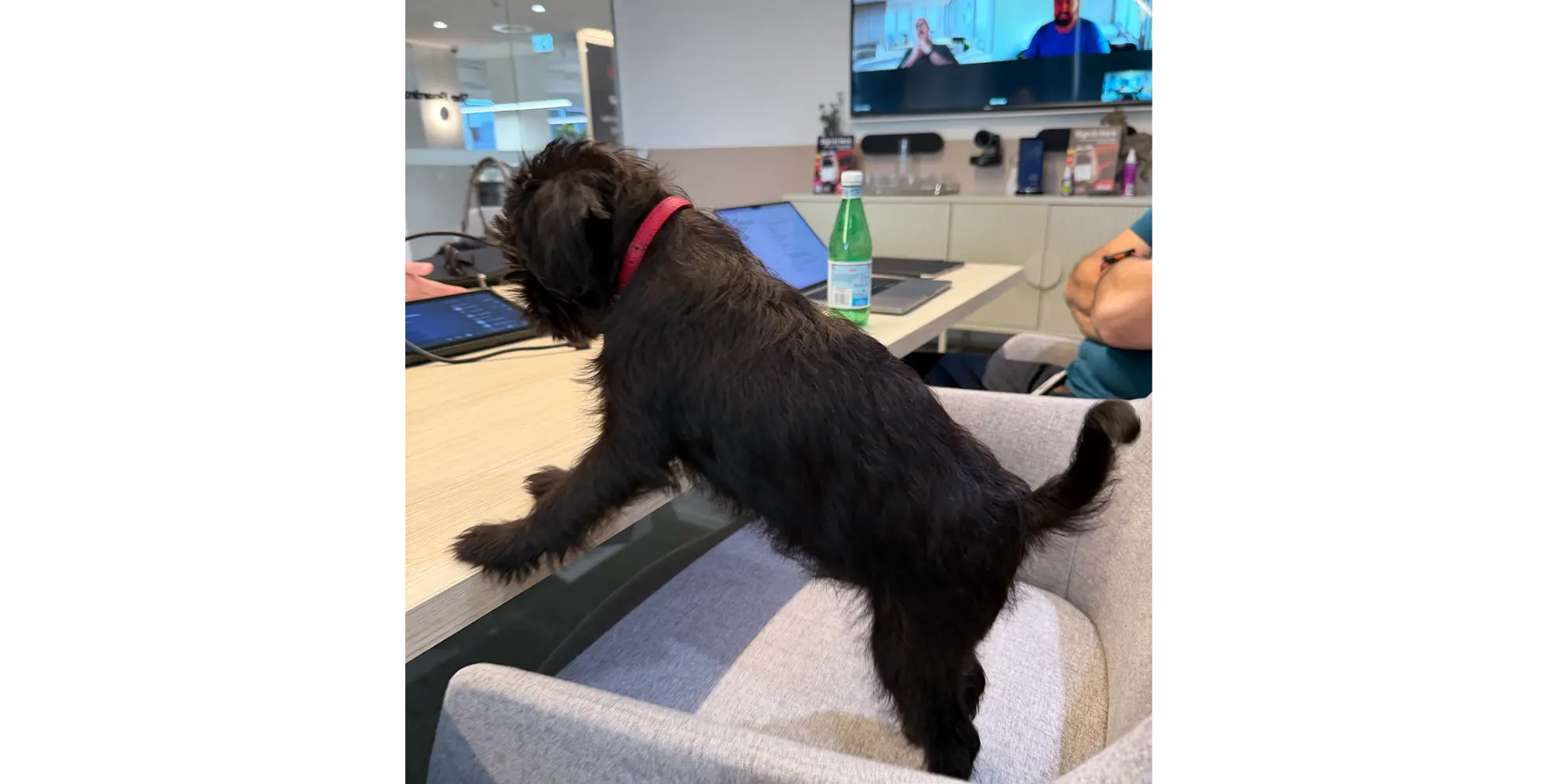 Meet our epet Alfie: Ebet's Chief Pawformance Officer!