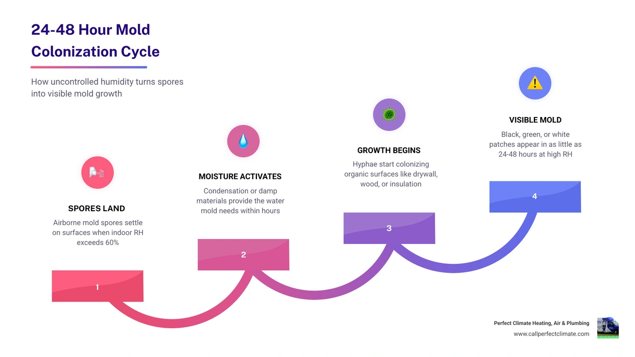 Infographic showing the 24-48 hour mold colonization cycle and indoor humidity risk levels from 30% to 70%+ RH infographic Infographic showing the 24-48 hour mold colonization cycle and indoor humidity risk levels from 30% to 70%+ RH infographic