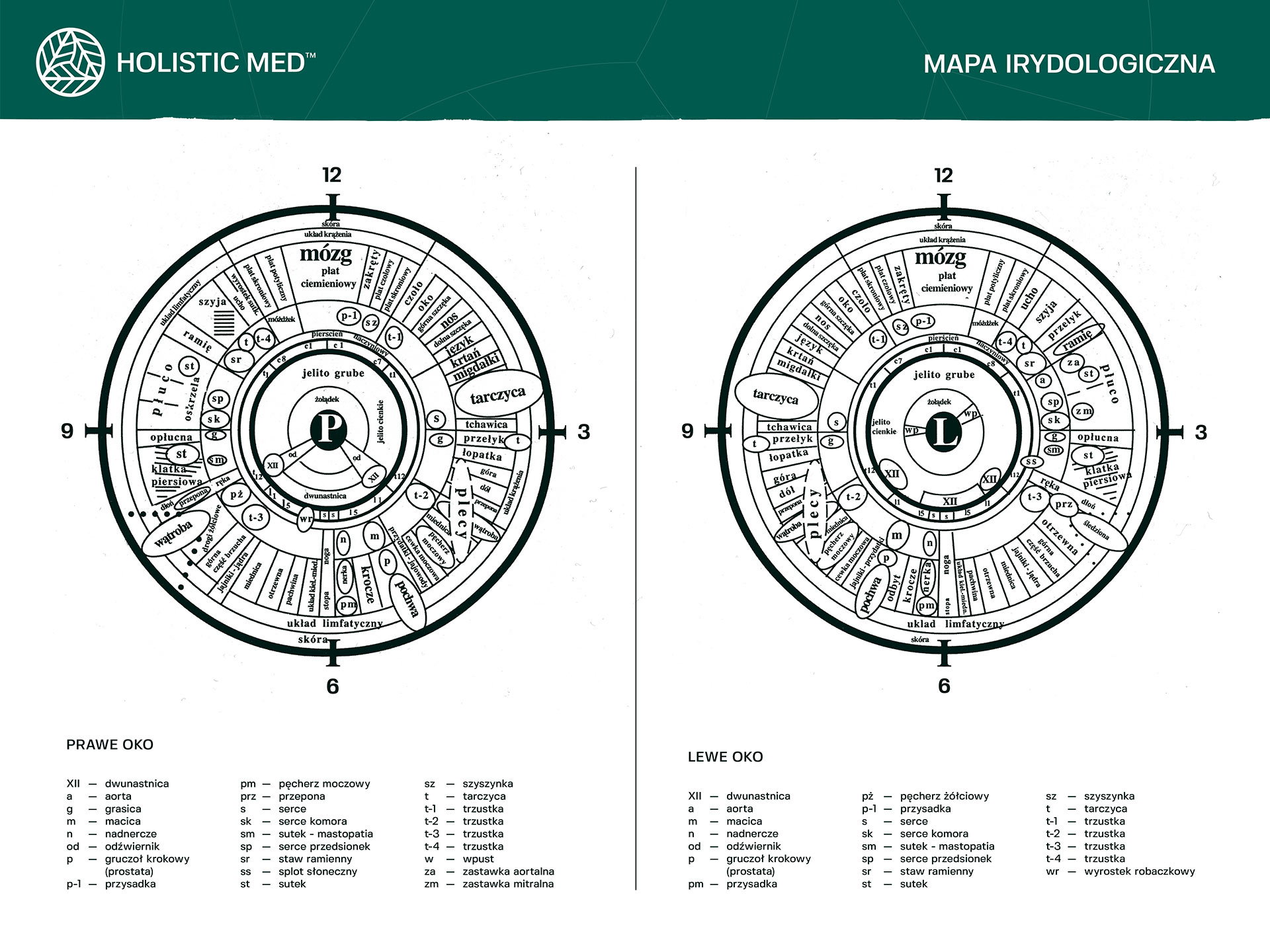 Mapa Irydologiczna Holistic Med Clinic