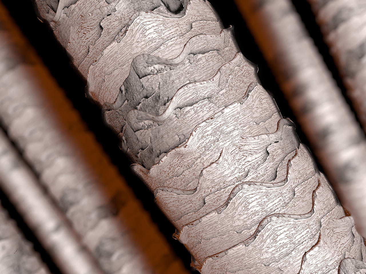 Ludzki włos pod mikroskopem / HOLISTIC MED