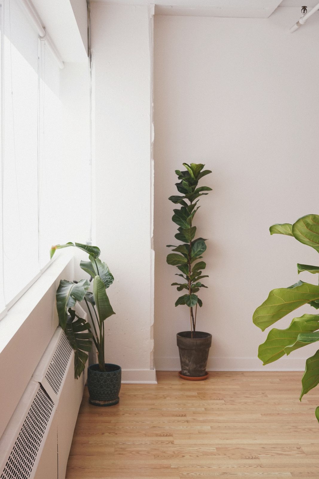 Minimalist room corner with three potted green plants and light wood flooring.
