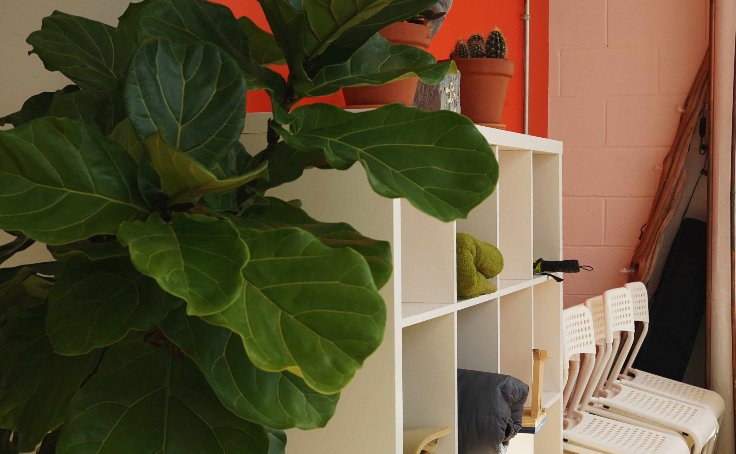 Indoor scene with large leafy plant in front of a white cubical shelving unit holding towels and pots, beside a row of white perforated plastic chairs against a peach wall.
