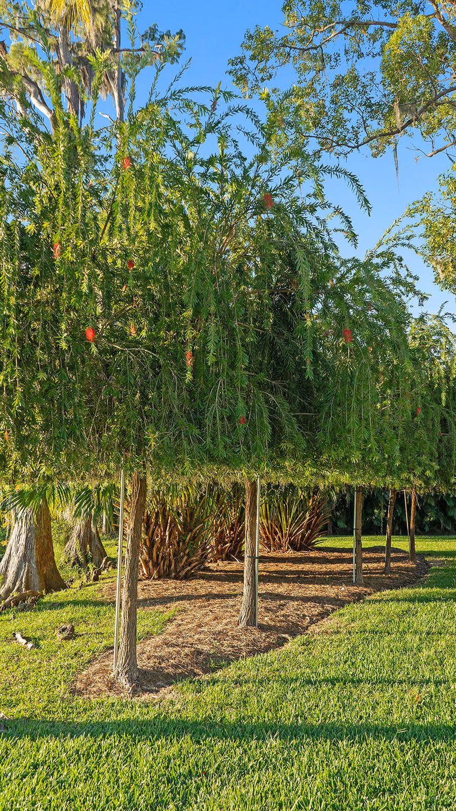 Professional mulching service near me by Tru Turf Pros in Carrollwood