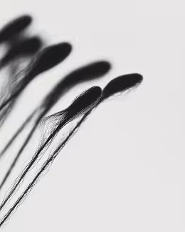 Close-up of several elongated, dark, feather-like forms with fine, wispy strands on a light background.