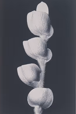 Close-up of four white textured plant pods arranged vertically on a single stem against a dark background.