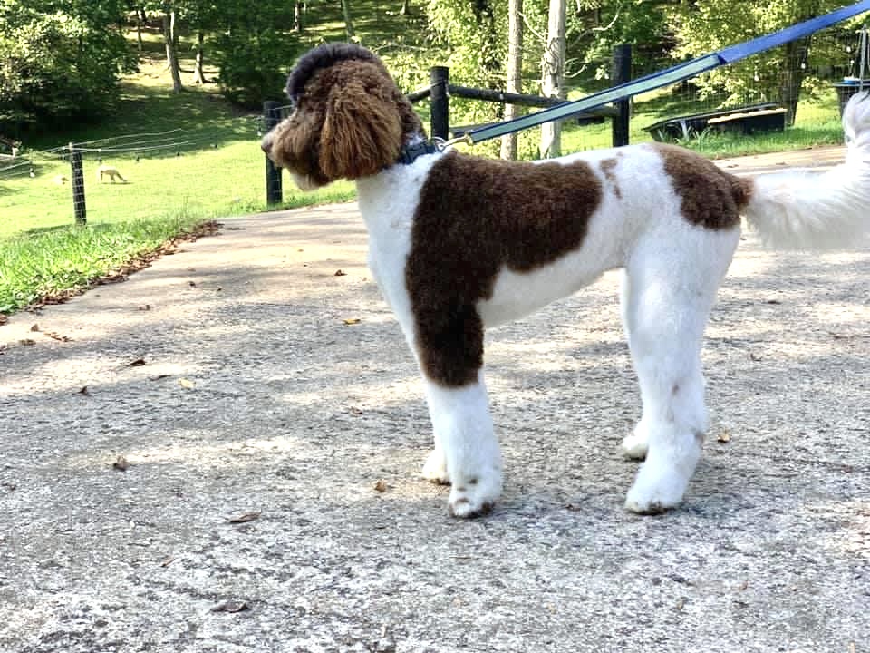 image of a dog being washed by a groomer