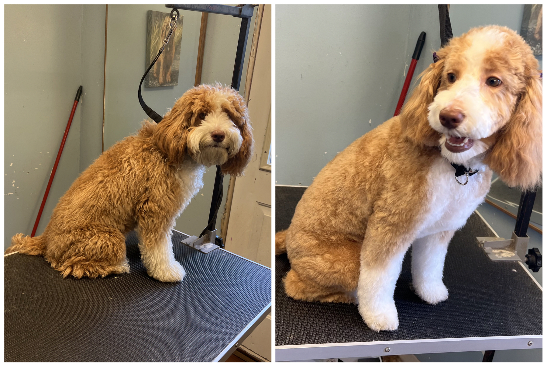 image of nail trimming for a rabbit