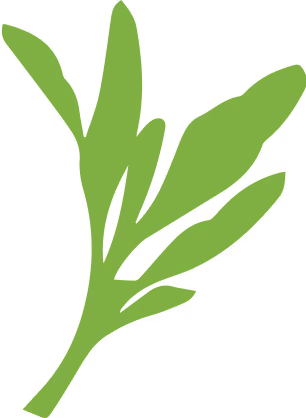 Illustration de légume feuille