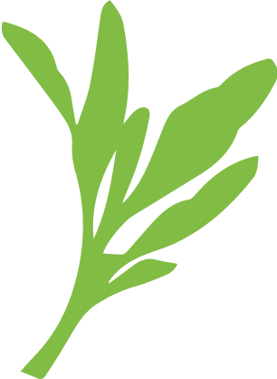 Illustration de légume feuille