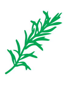 Illustration de romarin