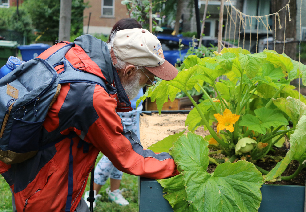 Participant homme âgé et jardin en bac