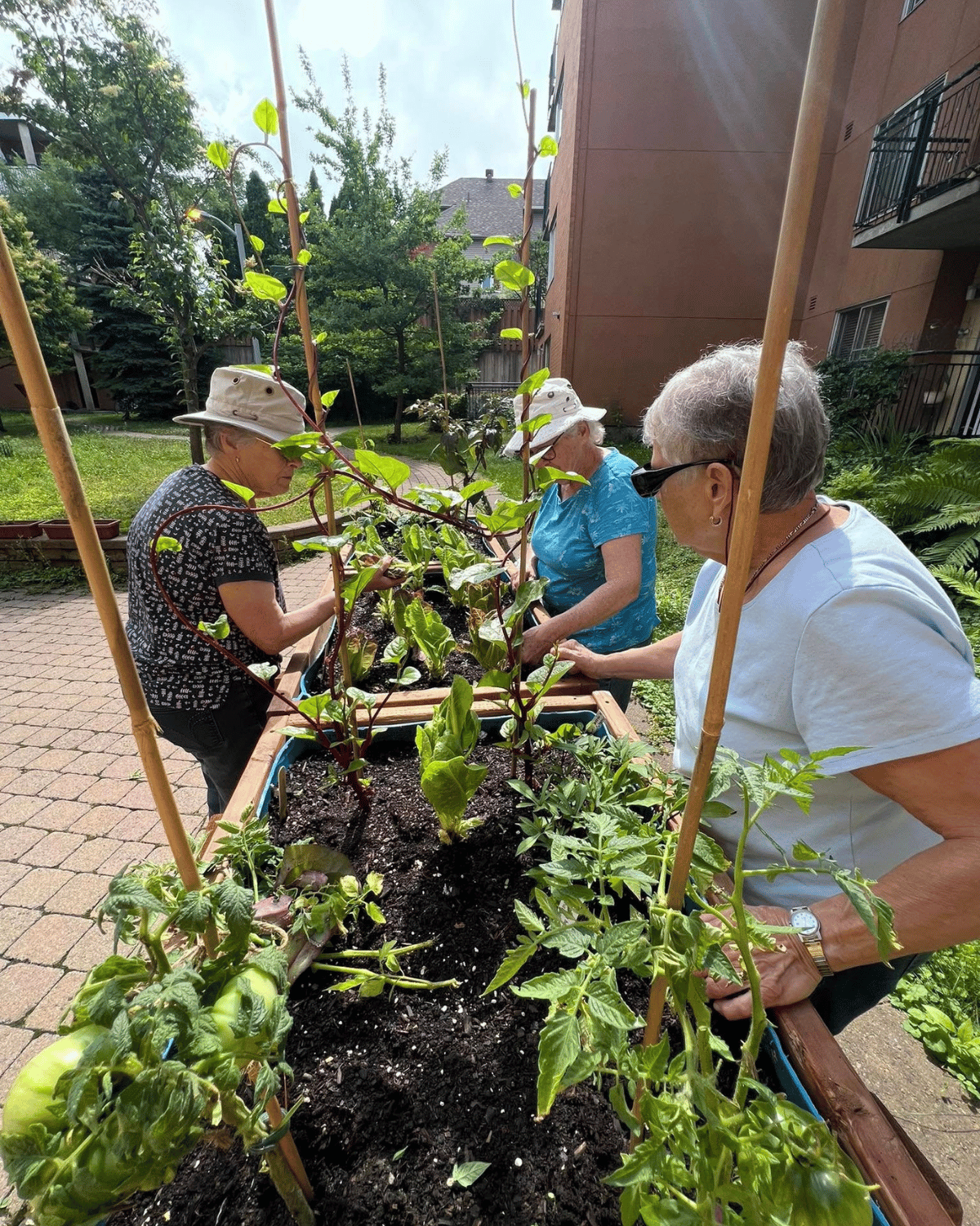 Participantes des jardins en bac pour les personnes à mobilité réduite