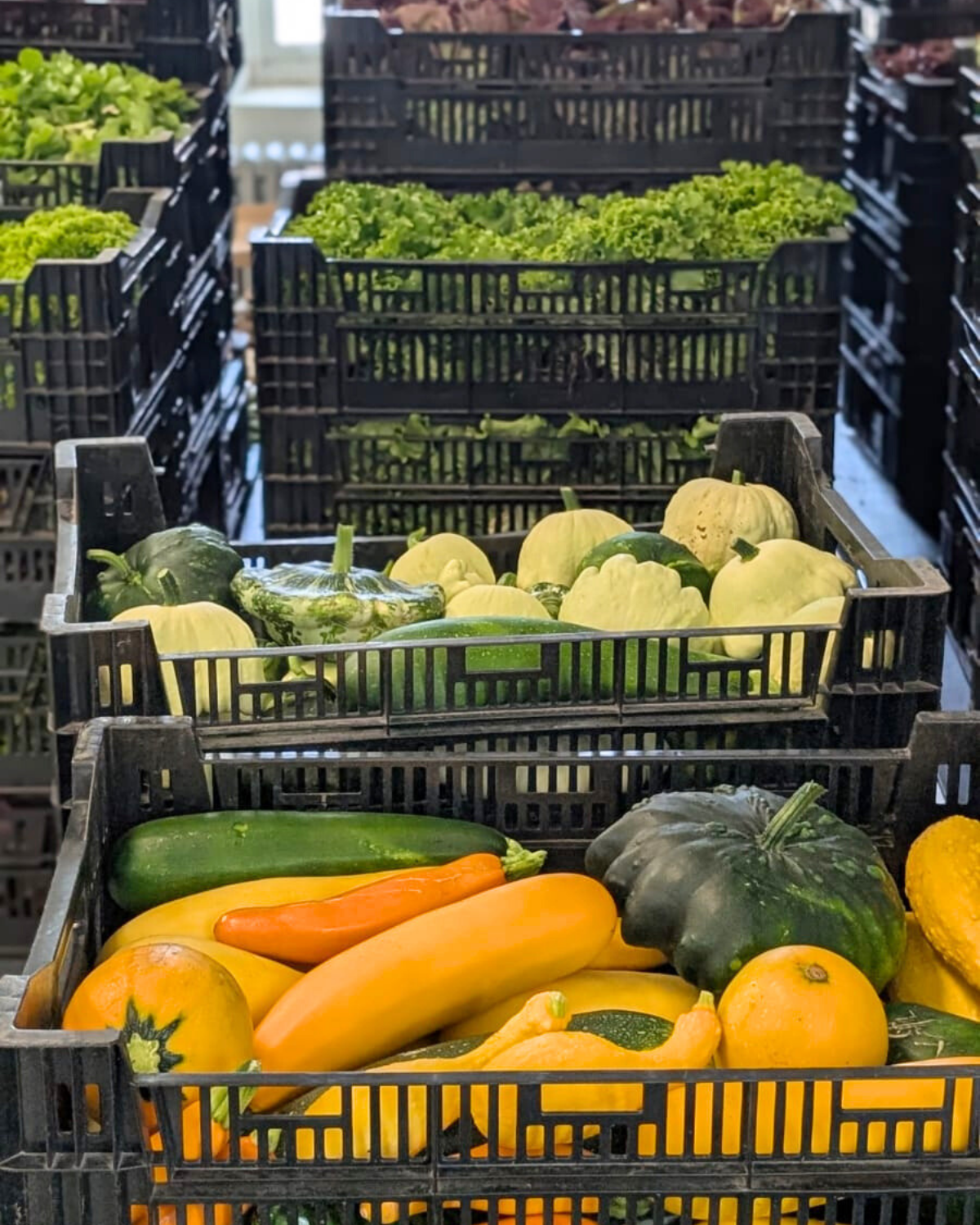 Légumes surplus et invendus sauvés du gaspillage alimentaire au Pôle logistique