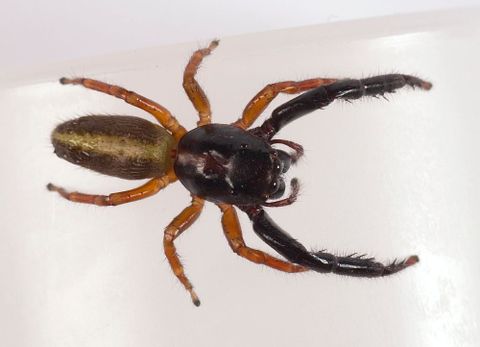 What spider is that? | Collections Online - Museum of New Zealand Te Papa  Tongarewa