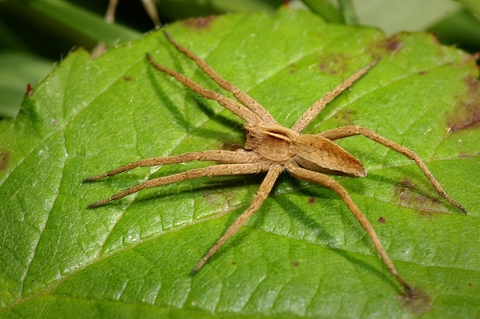 Nursery web spider | The Wildlife Trusts
