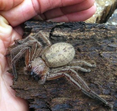 Avondale Spider » Manaaki Whenua