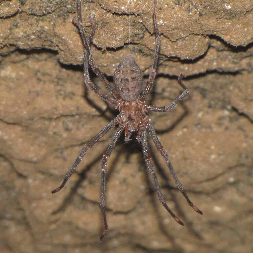 12 Most Terrifying Spiders Found in New Zealand - A-Z Animals