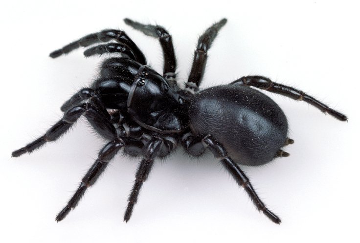 Funnel-web Spiders - The Australian Museum