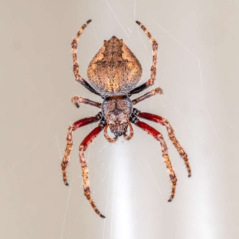 Socca pustulosa - Garden orbweb spider - Southern Alps Photography