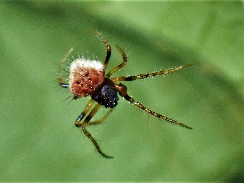 Two-spined spider (Poecilopachys australasia) · iNaturalist