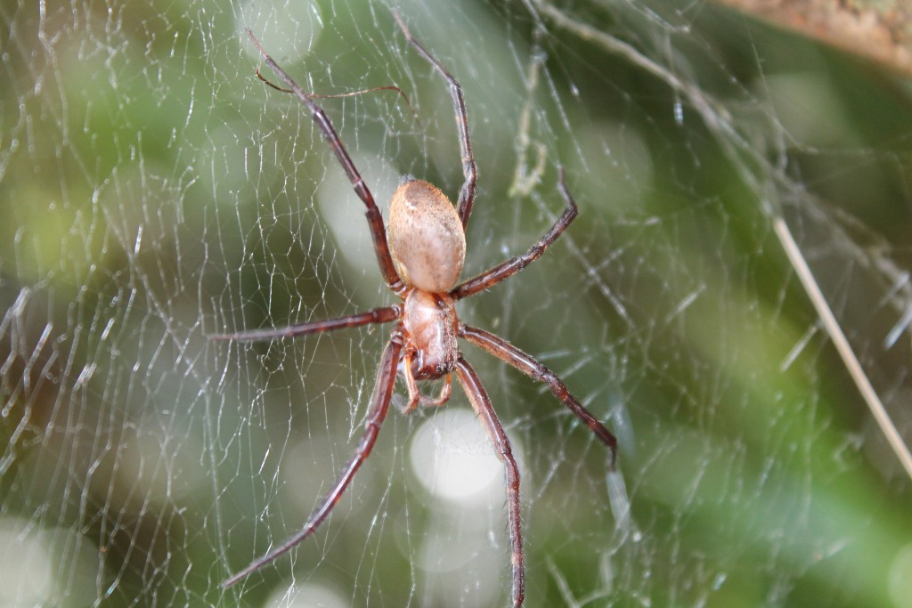 Sheetweb spider » Manaaki Whenua