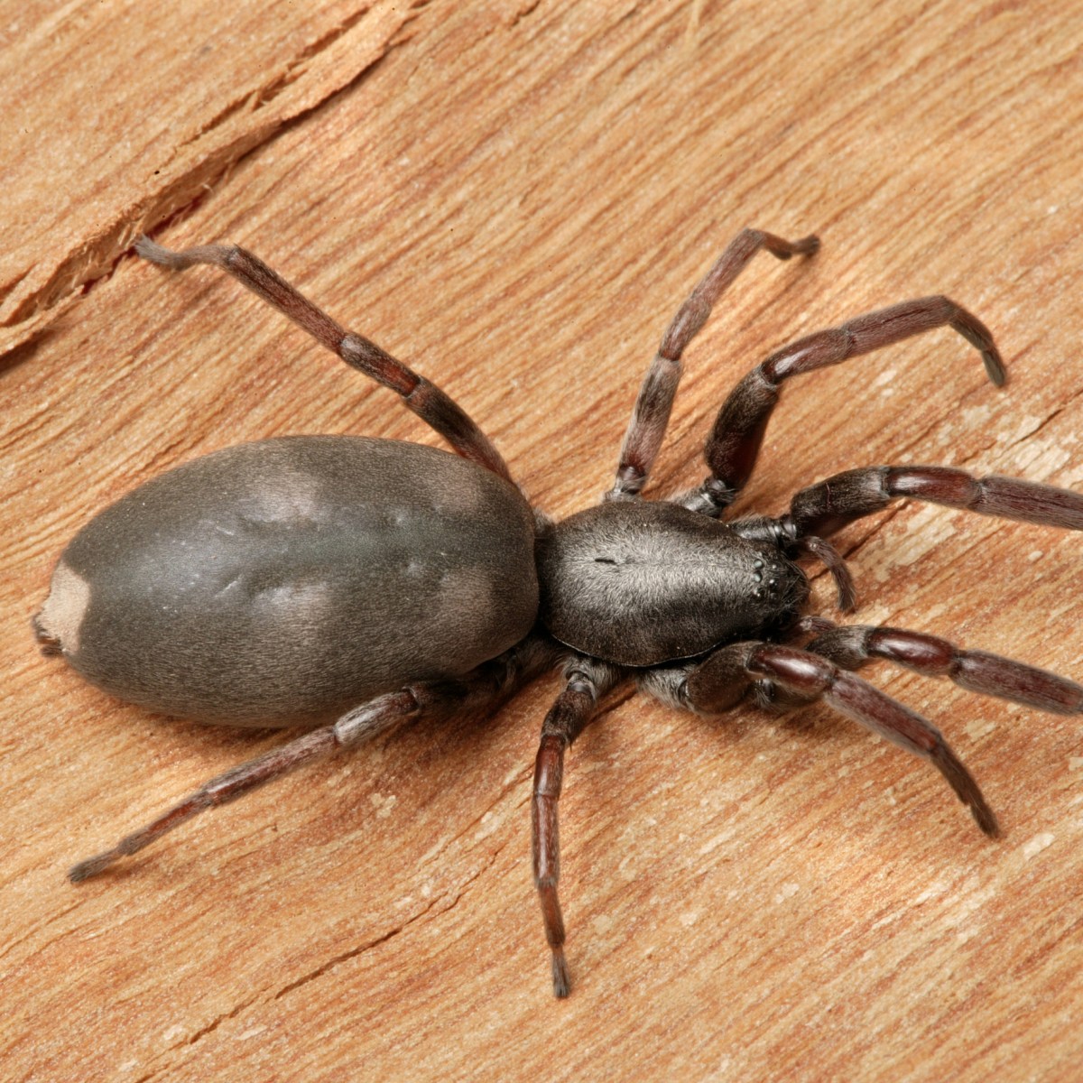 White-tailed spiders: Your questions answered | Te Papa's Blog