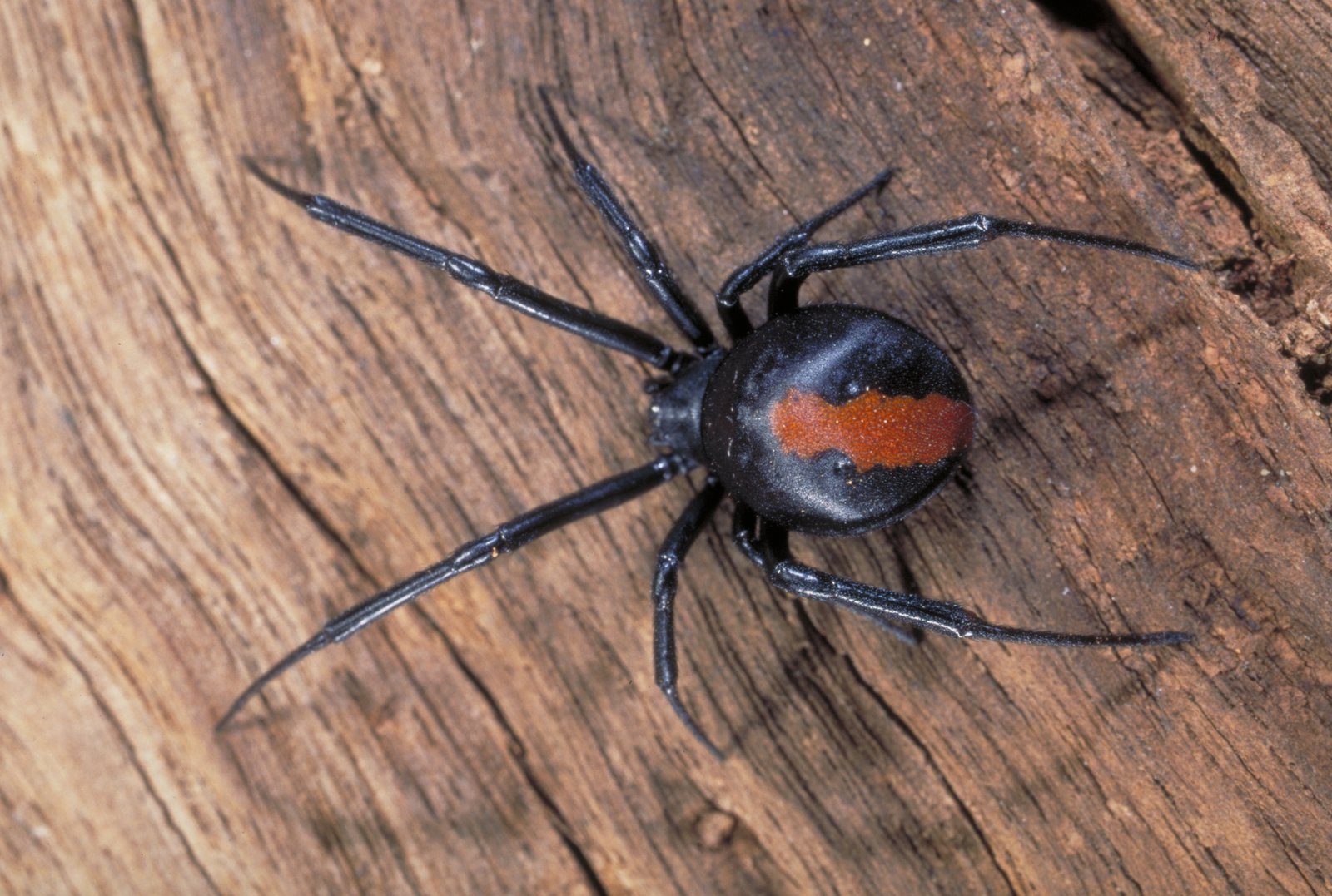Redback Spider - The Australian Museum