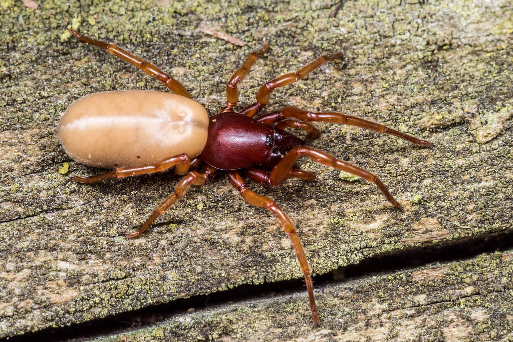 Dysdera crocata - Slater spider - Southern Alps Photography
