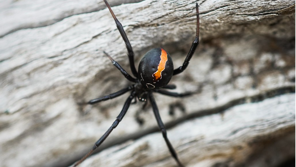 Spiders matter too! - A Rocha International