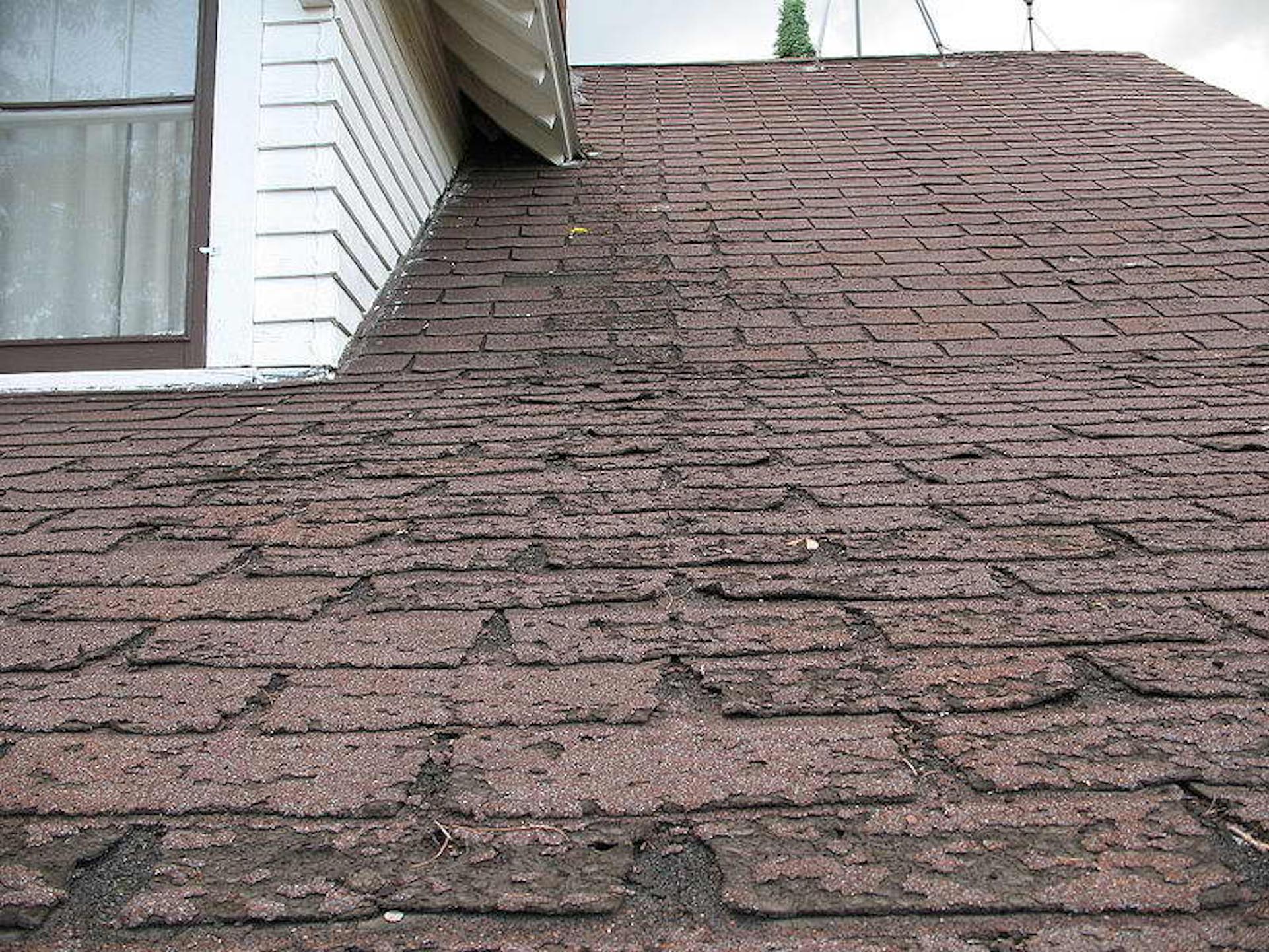 close-up of damaged shingles needing replacement by Tampa roofing company